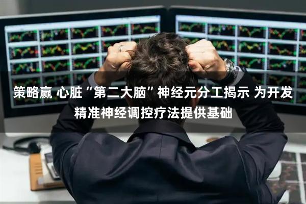 策略赢 心脏“第二大脑”神经元分工揭示 为开发精准神经调控疗法提供基础
