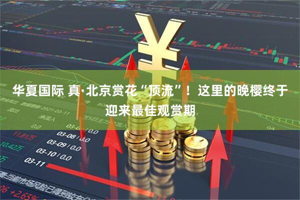 华夏国际 真·北京赏花“顶流”!这里的晚樱终于迎来最佳观赏期